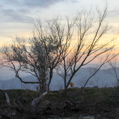 Restaurant La Calma - El Bellver - Entorn
